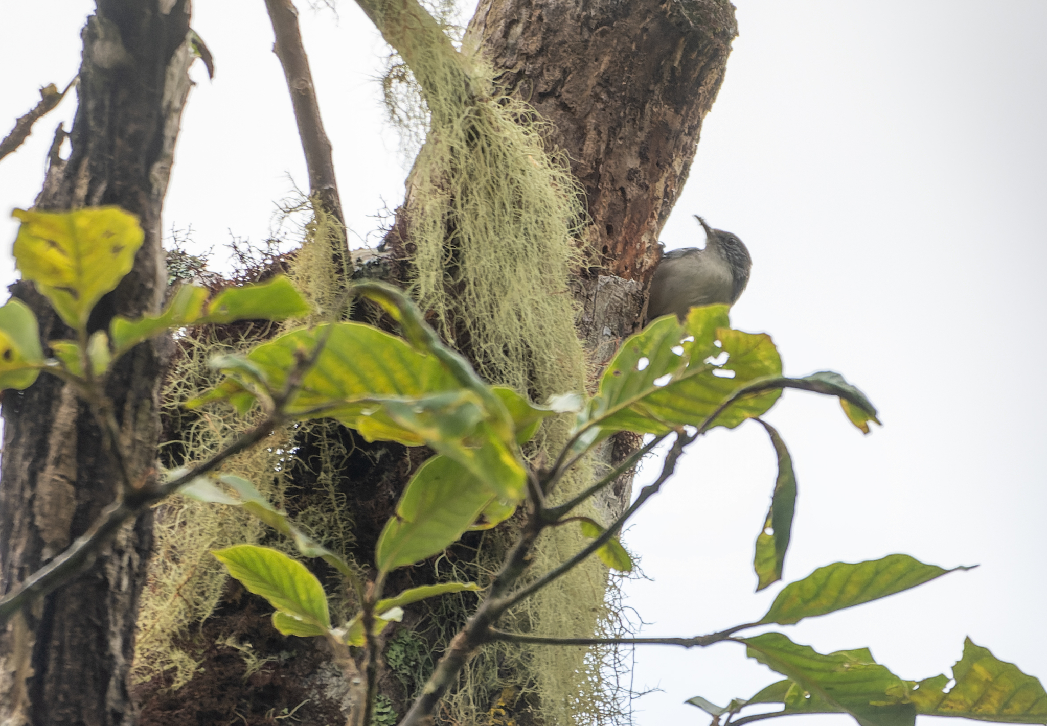 Grey-mantled Wren (Odontorchilus branickii), photo 1