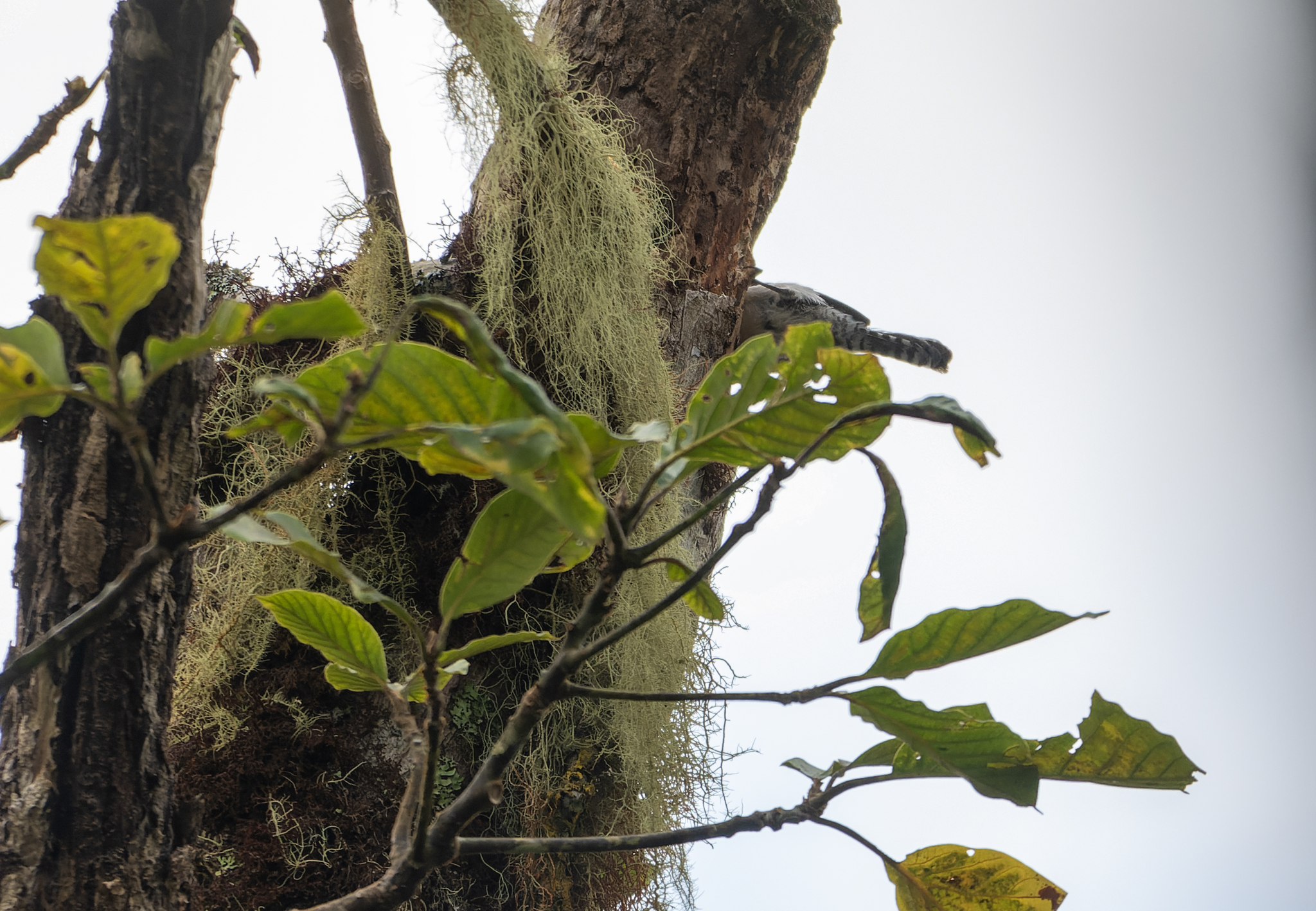 Grey-mantled Wren (Odontorchilus branickii), photo 2