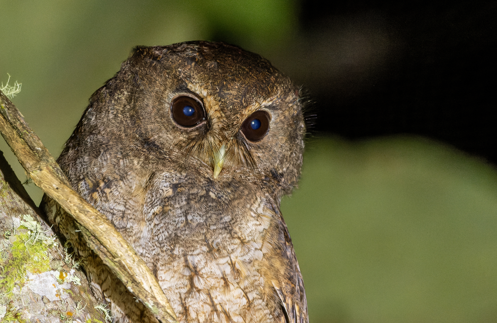 Rufescent Screech Owl (Megascops ingens), photo 2