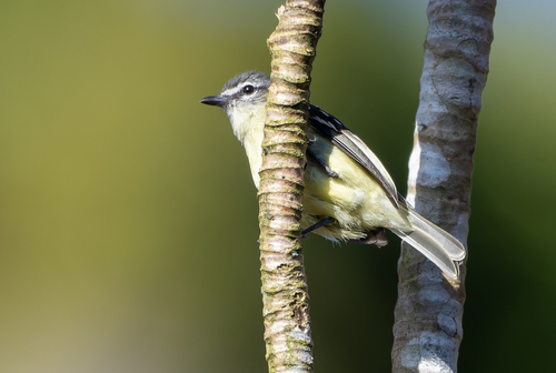White-lored Tyrannulet (Ornithion inerme)