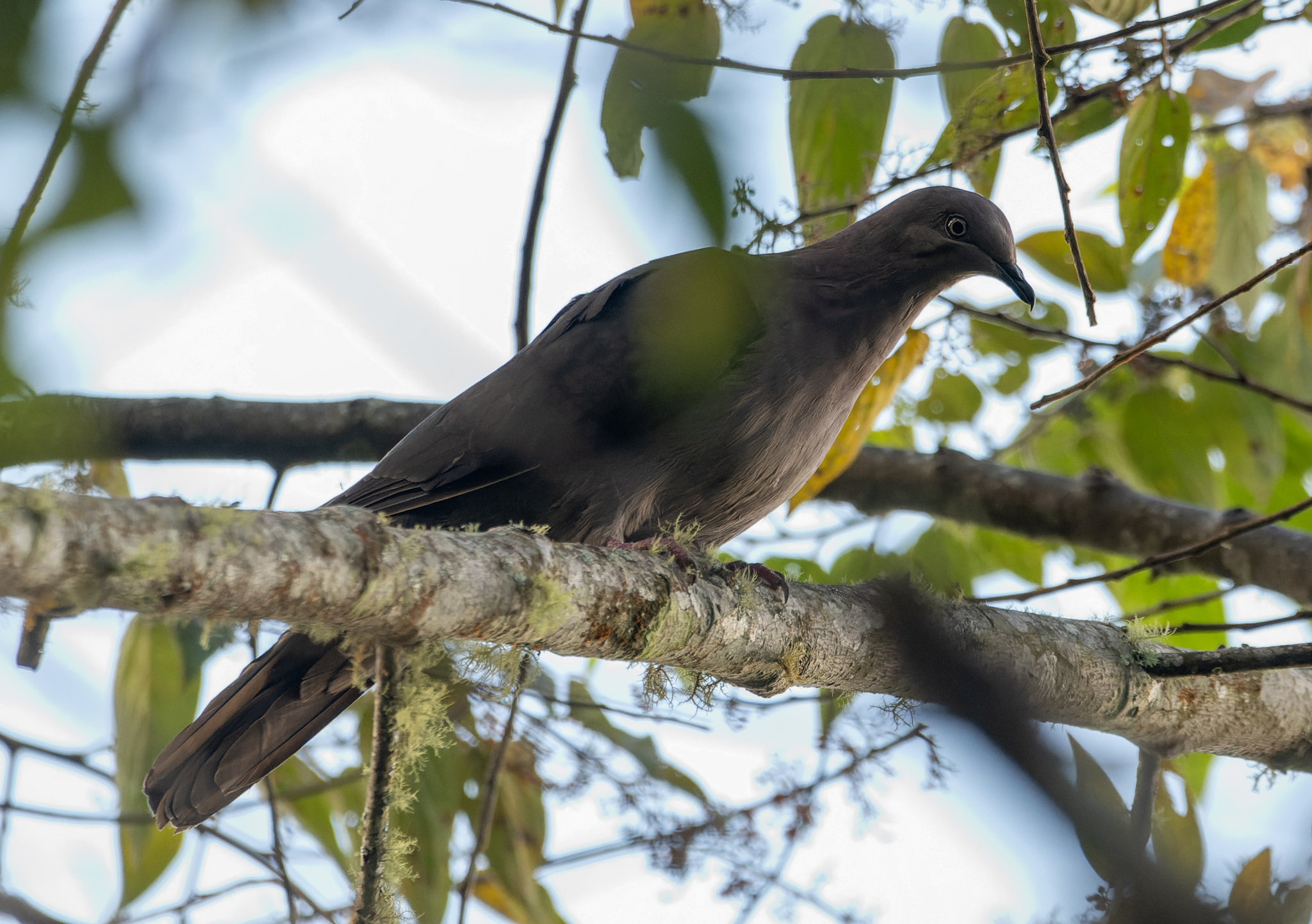 Plumbeous Pigeon (Patagioenas plumbea), photo 6