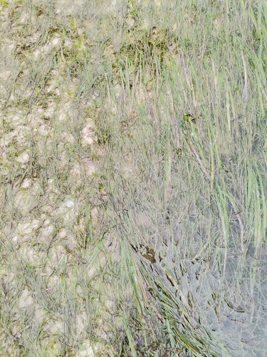 Halodule pinifolia observed 2025-04-26