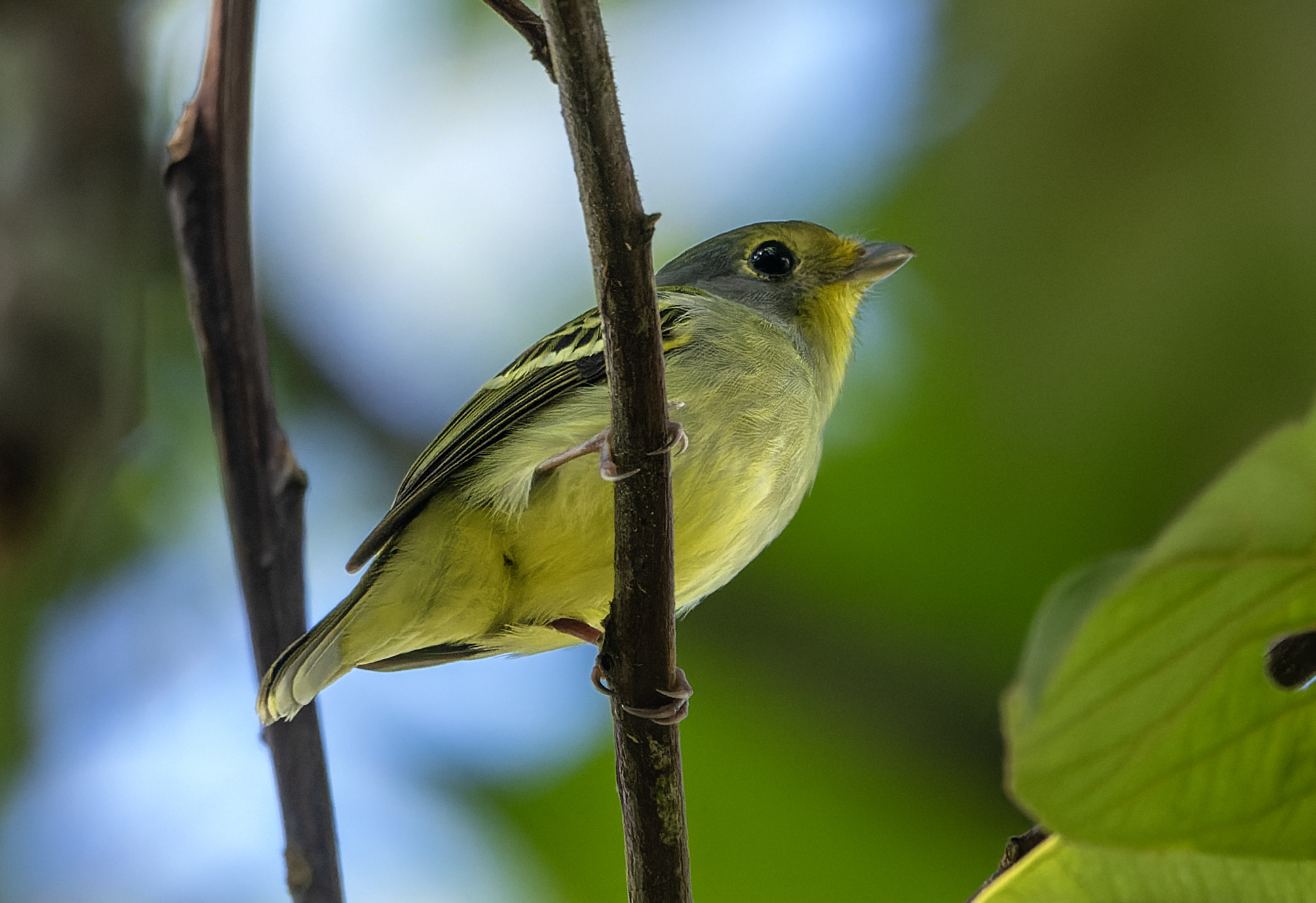 Wing-barred Piprites (Piprites chloris), photo 1