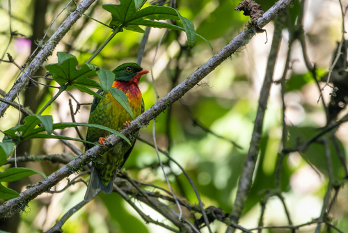 Scarlet-breasted Fruiteater (Pipreola frontalis)