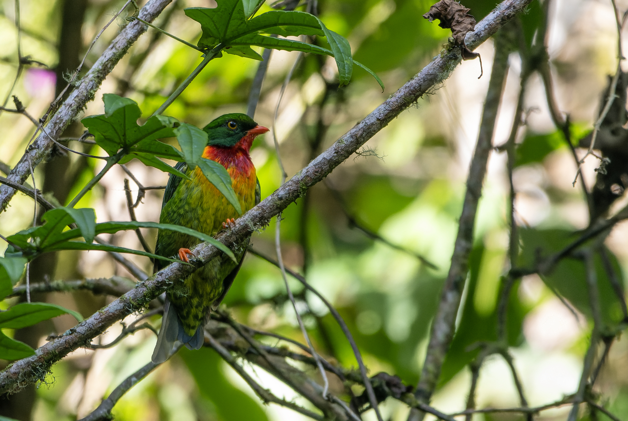 Scarlet-breasted Fruiteater (Pipreola frontalis), photo 1