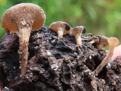 Lambertella corni-maris