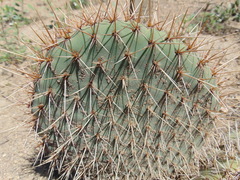 Opuntia perotensis