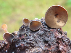 Lambertella corni-maris