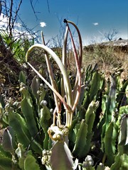 Caralluma
