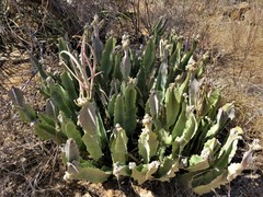 Caralluma
