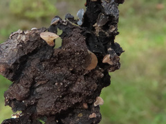 Lambertella corni-maris