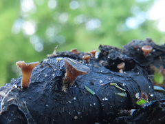 Lambertella corni-maris