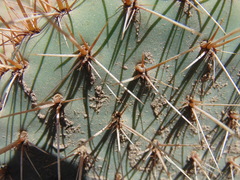 Opuntia perotensis