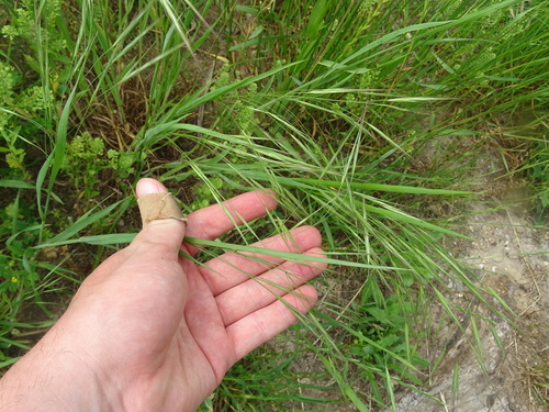 Image of Nassella leucotricha by (c) Nathan May, some rights reserved (CC BY)