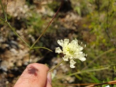 Scabiosa fumarioides