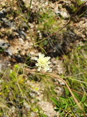 Scabiosa fumarioides