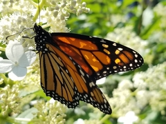 Danaus plexippus