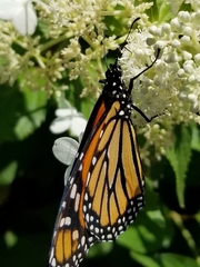 Danaus plexippus