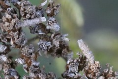 Coleophora argentula