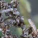 Coleophora argentula - Photo (c) nagelhoutandre, algunos derechos reservados (CC BY-NC), subido por nagelhoutandre