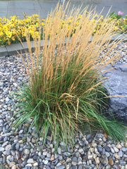 Calamagrostis × acutiflora