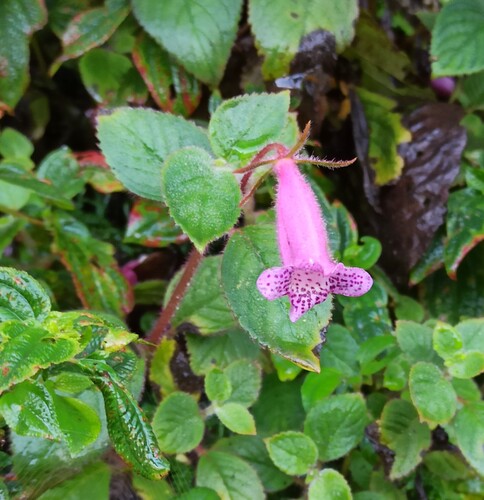 Seemannia gymnostoma, photograph 2