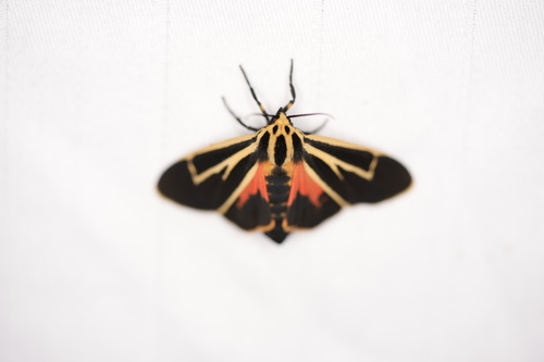 Banded Tiger Moth photo 5