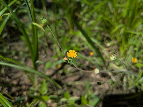 Image of Krigia cespitosa by no rights reserved