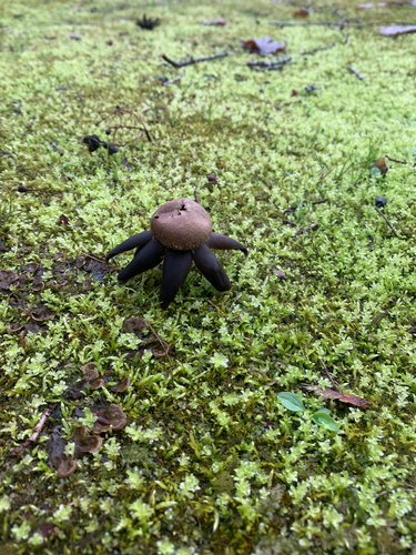 Astraeus hygrometricus