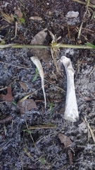 Gallus gallus domesticus