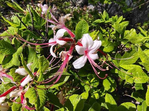 Image of Rhododendron periclymenoides by no rights reserved