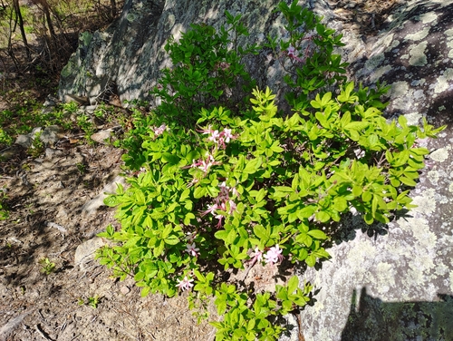 Image of Rhododendron periclymenoides by no rights reserved