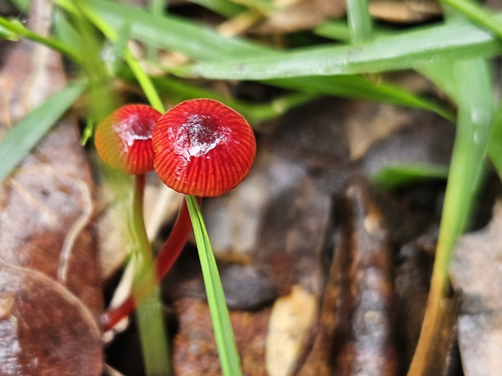 Cruentomycena viscidocruenta · April 2025 · photo: © anser_inepta (iNaturalist, cc-by)