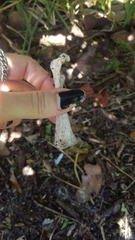 Gallus gallus domesticus