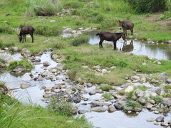 Equus asinus × caballus