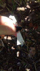 Gallus gallus domesticus