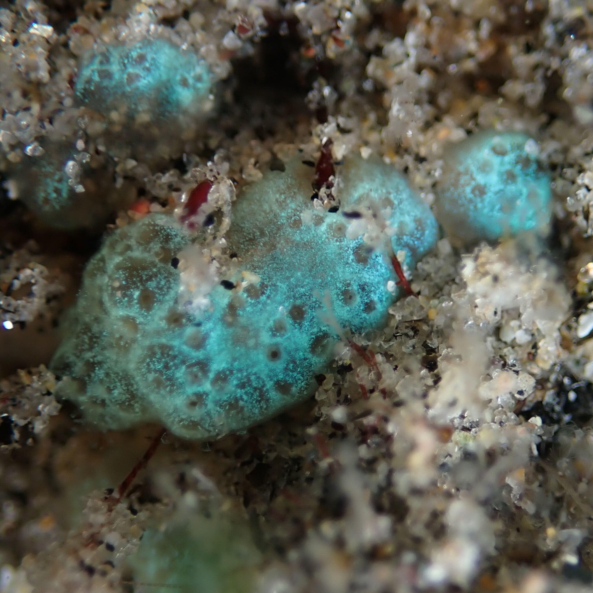 Distaplia occidentalis Bancroft, 1899
