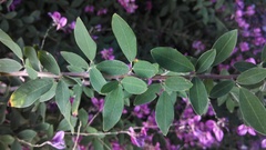 Lespedeza thunbergii