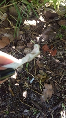 Gallus gallus domesticus