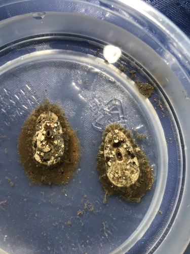 Lucapinella callomarginata observed 2019-08-29