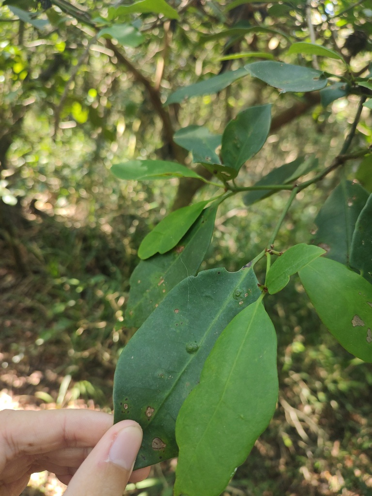 Bruggmannia elongata