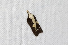Acleris cristana