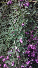 Lespedeza thunbergii