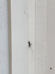 Camponotus pennsylvanicus