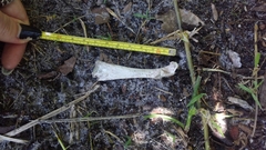 Gallus gallus domesticus