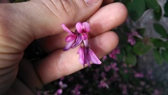 Lespedeza thunbergii