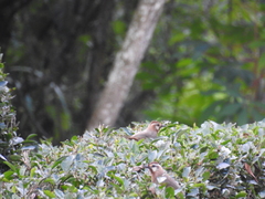 Pterorhinus sannio