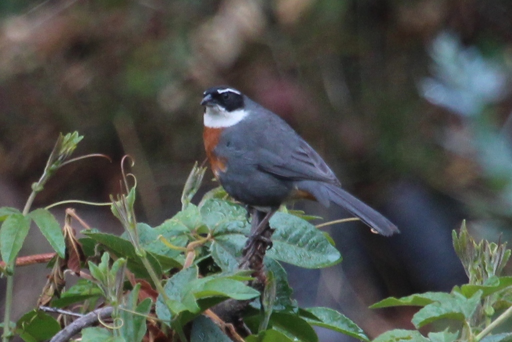 Chestnut-breasted and Rufous-sided Finches