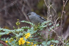 Conirostrum cinereum