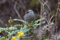 Conirostrum cinereum